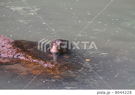 Oriental Small-Clawed Otter （コツメカワウソ） 8044228
