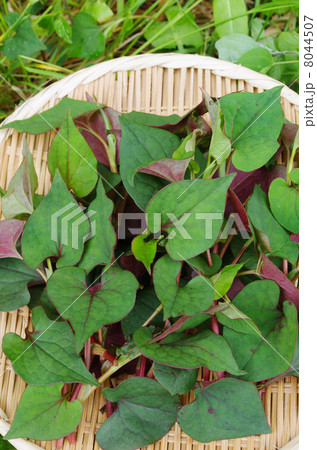 ドクダミ摘み 8044507