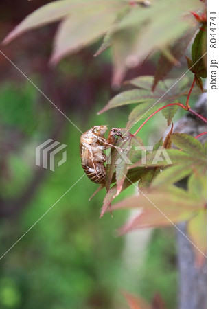 せみ せみ 8044741