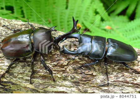 国産オオクワガタと国産カブト虫の森林の樹木の上でのバトル 国産オオクワガタと国産カブト虫の森林の樹木の上でのバトル 8044751