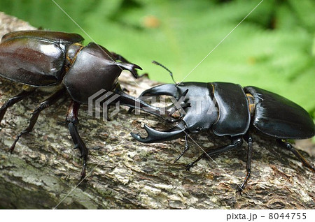 国産オオクワガタと国産カブト虫の森林の樹木の上でのバトル 8044755