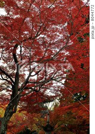 Autumn Colours Autumn Colours 8044772