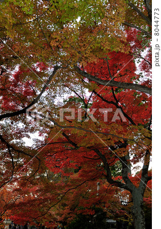 Autumn Colours Autumn Colours 8044773