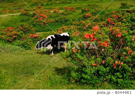 レンゲツツジ咲く湯ノ丸高原 8044961