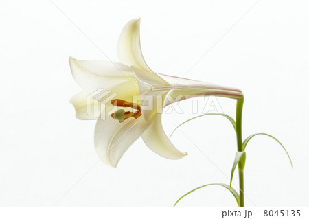 タカサゴユリ 8045135