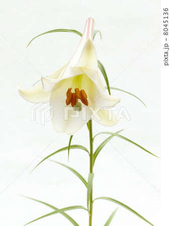 タカサゴユリ 8045136