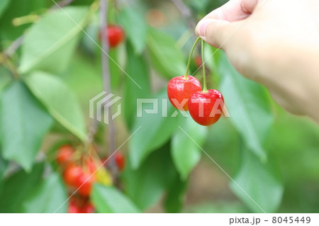 サクランボ狩り 8045449