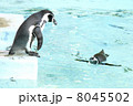 泳ぐフンボルトペンギン 8045502
