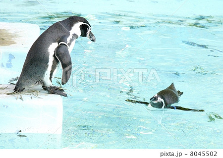 泳ぐフンボルトペンギン 8045502