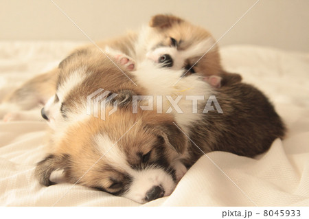 重なるコーギーの仔犬 重なるコーギーの仔犬 8045933
