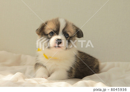 コ－ギーの小犬 8045936