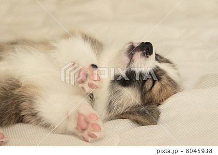 寝るコーギーの小犬 8045938