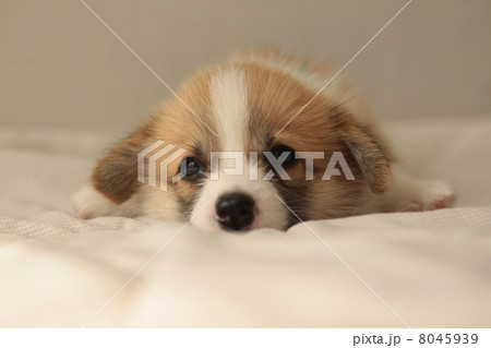 寝ぼけるコーギーの小犬 寝ぼけるコーギーの小犬 8045939
