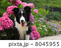 紫陽花とボーダーコリー 8045955