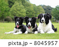 伏せするボーダーコリー 8045957