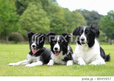 伏せするボーダーコリー 伏せするボーダーコリー 8045957