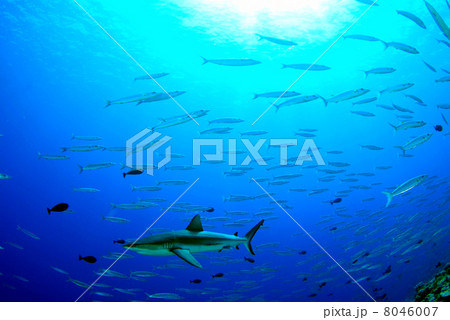 グレイリーフシャーク グレイリーフシャーク 8046007