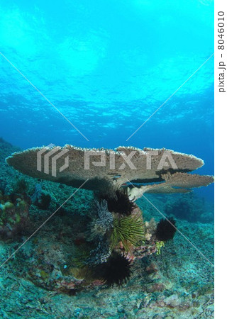 テーブルサンゴ 8046010