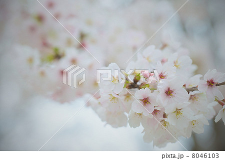 桜 8046103