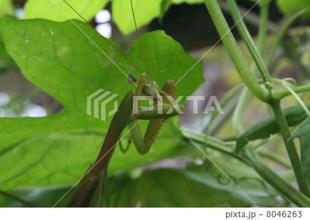 かまきり2 8046263