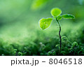 新芽 8046518