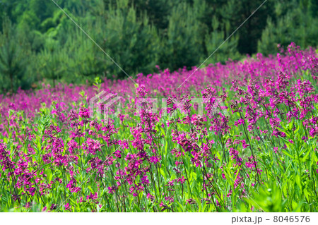 rural landscape with a blossoming meadow 8046576