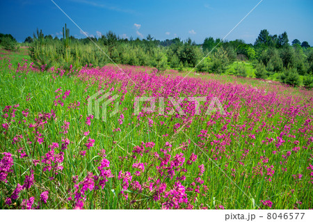 rural landscape with a blossoming meadow 8046577