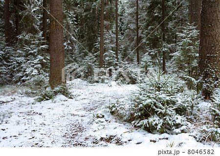 winter wood 8046582