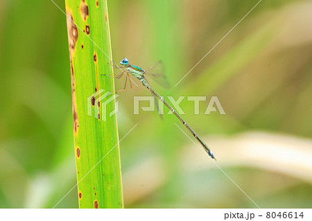 コバネアオイトトンボ 8046614