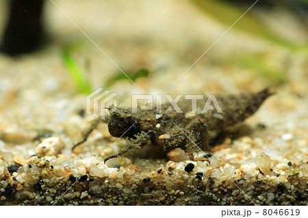 オニヤンマのヤゴ 8046619