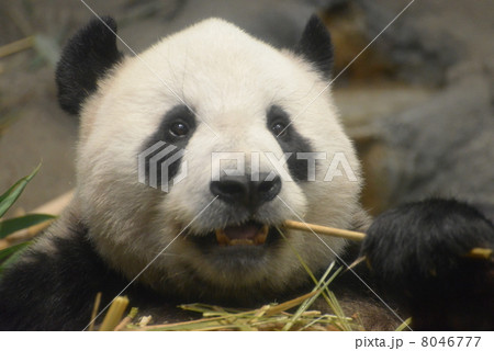 竹をかじるパンダ 8046777