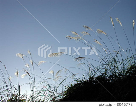 河原のススキ 河原のススキ 8046778