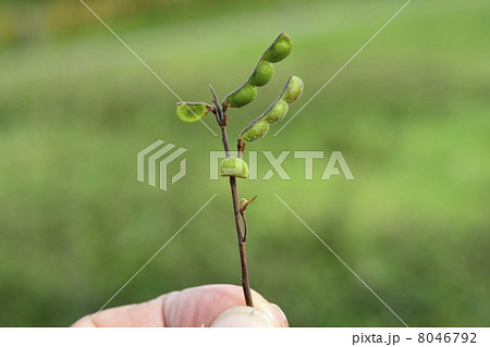 大きく育て 大きく育て 8046792