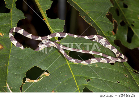 Blunthead Treesnake (Imantodes cenchoa) coiled on a rainforest l 8046828