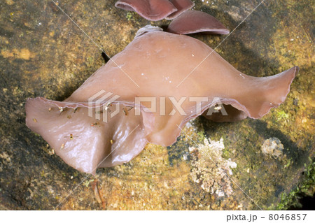Jelly Ear Fungus (Auricularia auricula-judae) growing on a rotting log visited by fruit flies (Droso 8046857