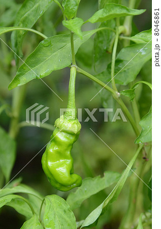 万願寺とうがらし 8046861