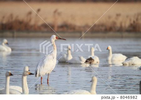 ソデグロヅル 8046982