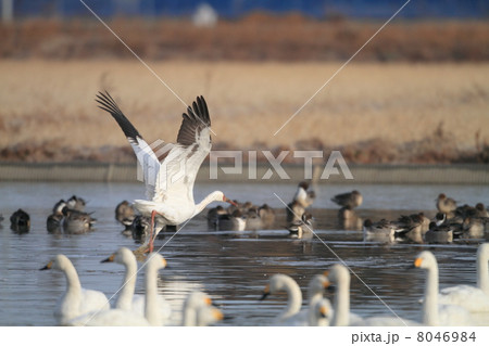 ソデグロヅル 8046984