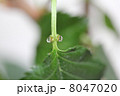 桜の外蜜腺 8047020