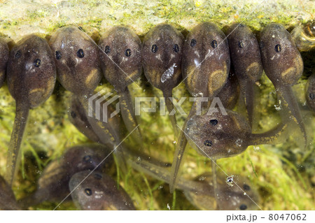 Tadpoles browsing on algae in a pond 8047062