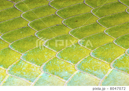 Scales on the body of the green vine snake Oxybelis fulgidus 8047072