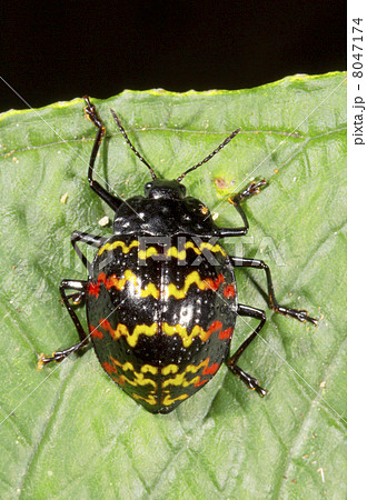Pleasing Fungus Beetle (Family Erotylidae) on a leaf in the rain Pleasing Fungus Beetle (Family Erotylidae) on a leaf in the rain 8047174
