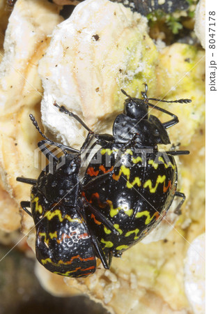 Pleasing Fungus Beetle (Family Erotylidae). Pair mating on a fun 8047178