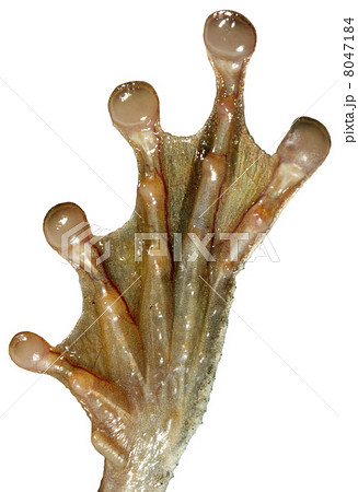 Hind foot of an Amazontia treefrog Osteocephalus mutabor 8047184