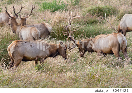 戦うエルク 戦うエルク 8047421