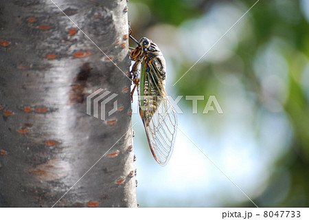 クマゼミ 8047733