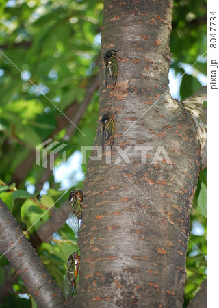 鈴なりのクマゼミ 8047734