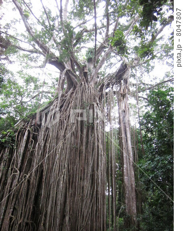 Curtain Fig Tree 8047807