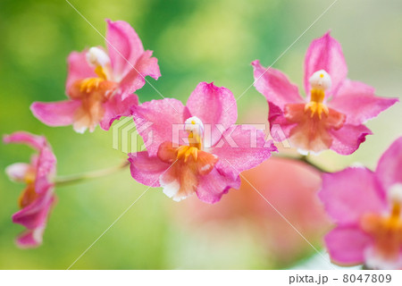 カトレア 8047809