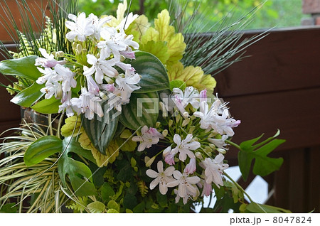 Green Hungging 8047824